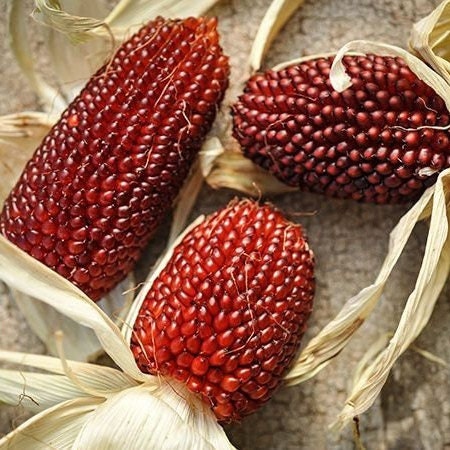 Egrow 50Pcs/Pack Jackfruit Strawberry Seeds Garden Plants Fruit Seeds