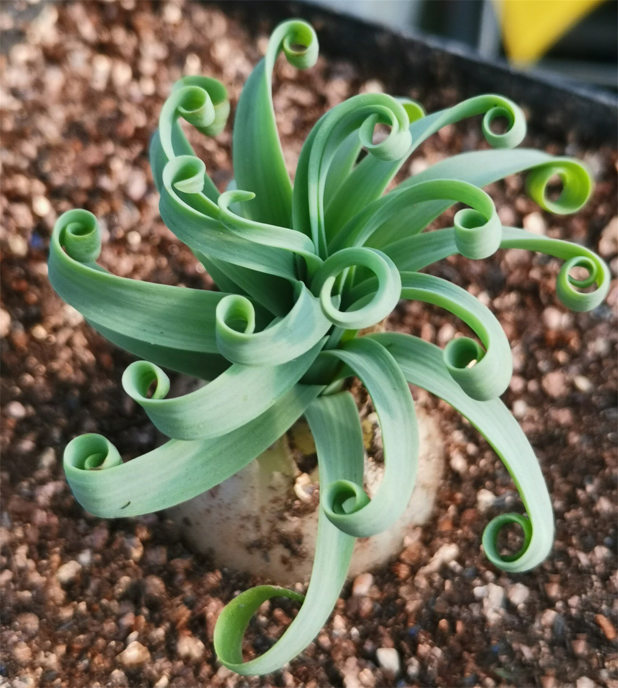 Spring Grass’ Rare Succulent Seed