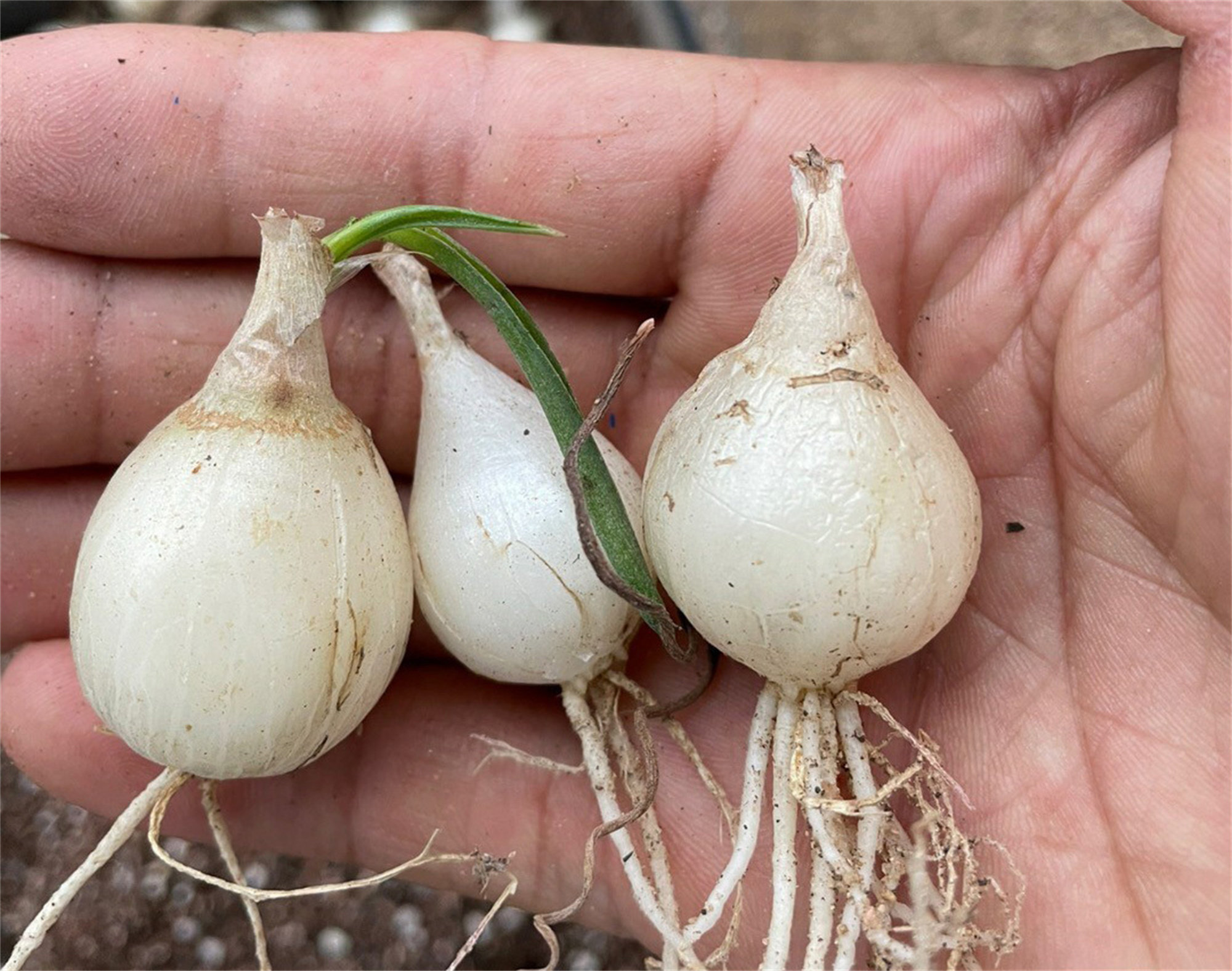 Spring Grass’ Rare Succulent Seed
