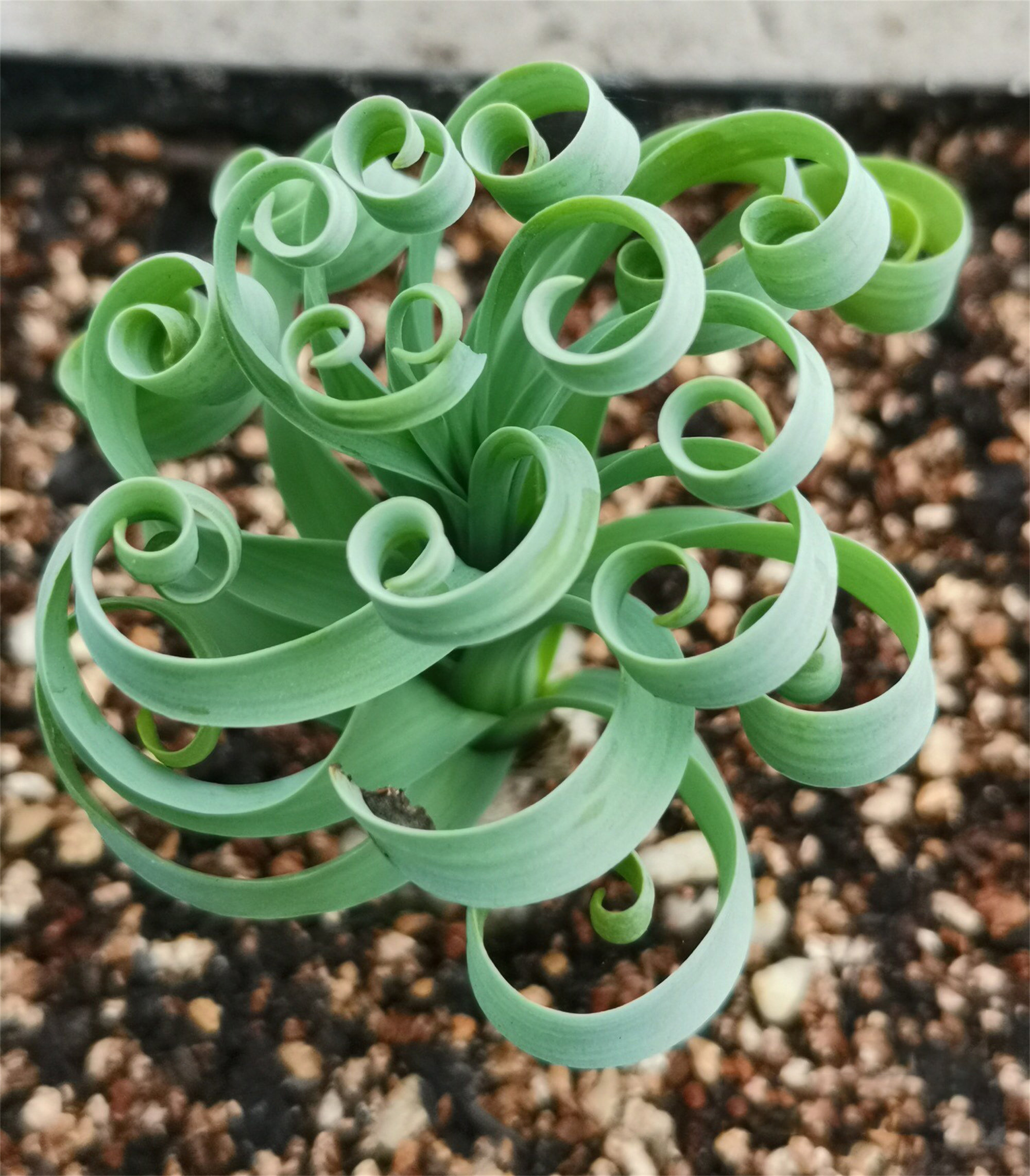 Spring Grass’ Rare Succulent Seed