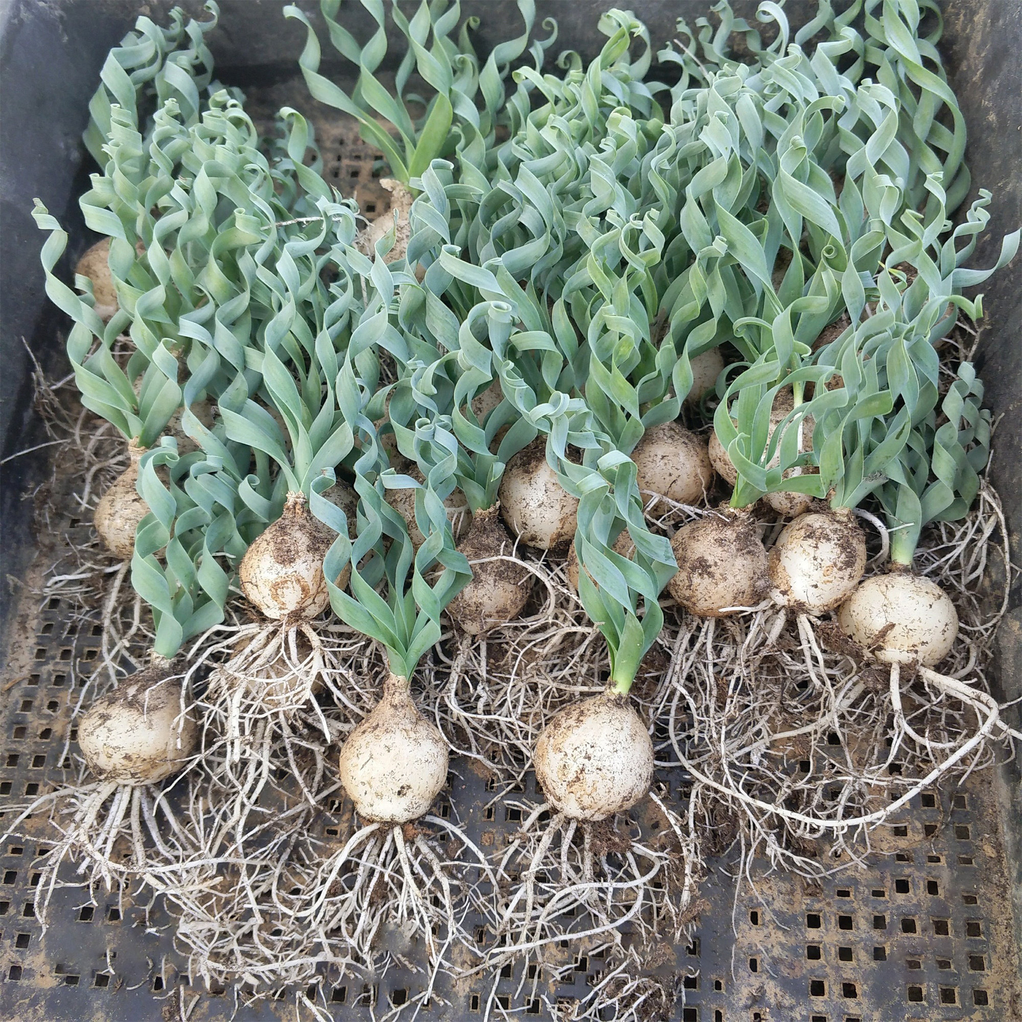 Spring Grass’ Rare Succulent Seed