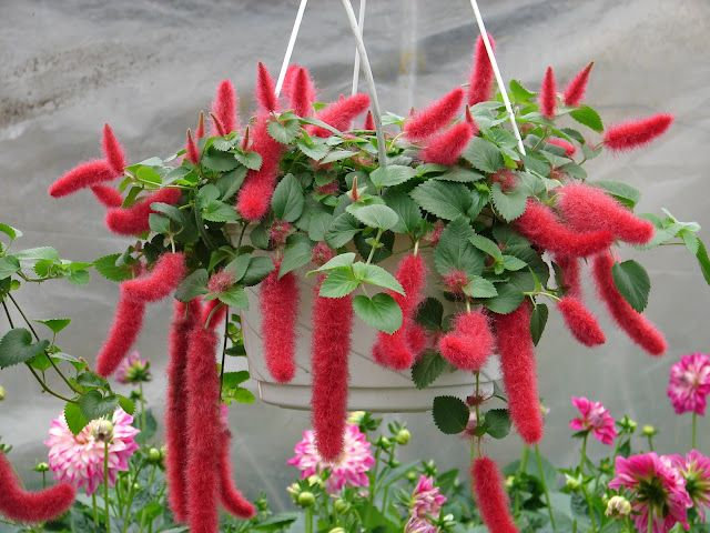Strawberry Firetails