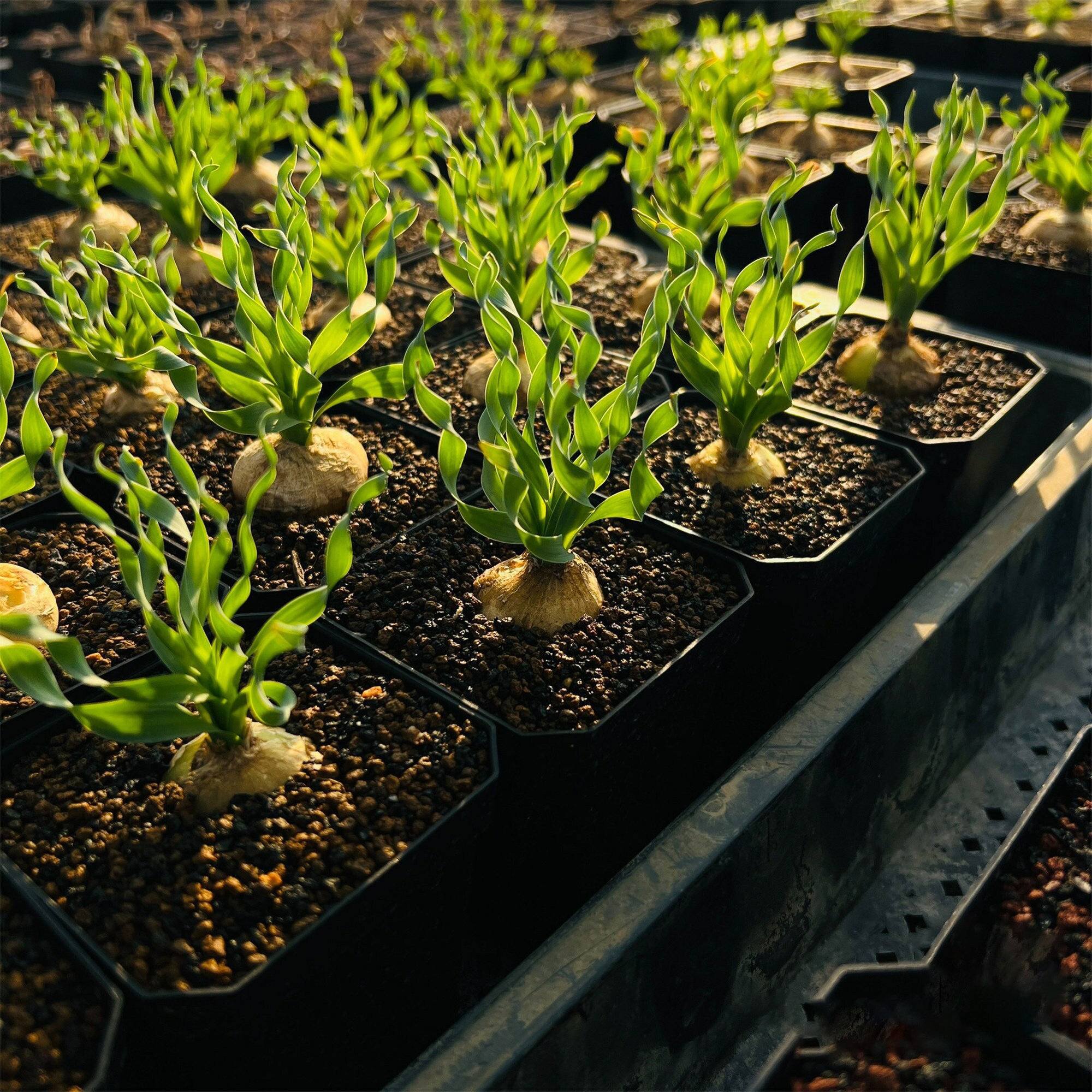 Spring Grass’ Rare Succulent Seed