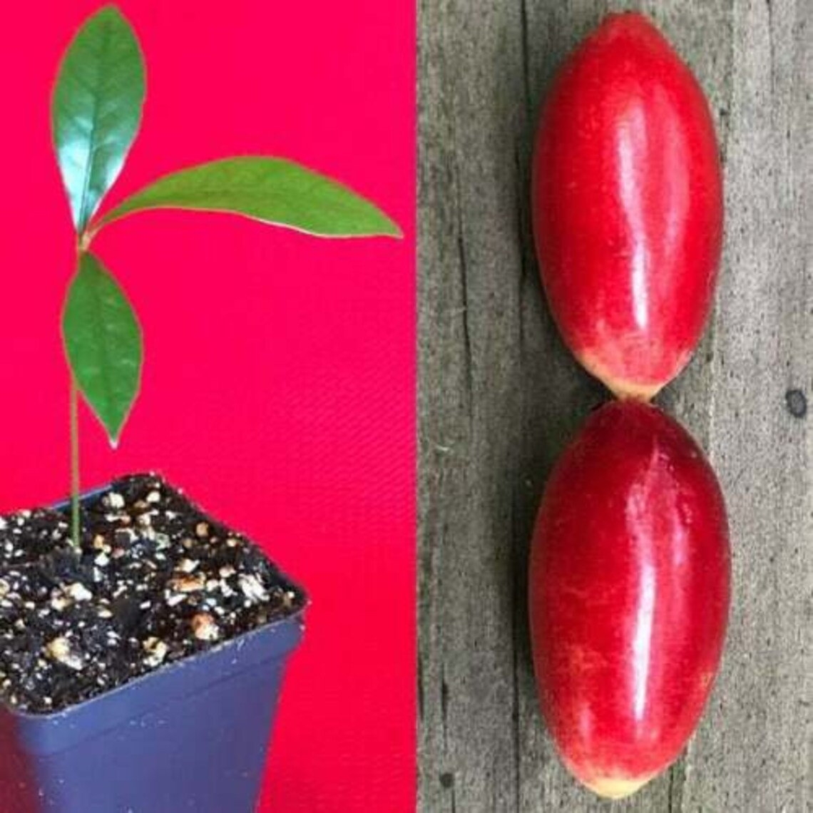 RARE Miracle fruit seeds, Miracle berry