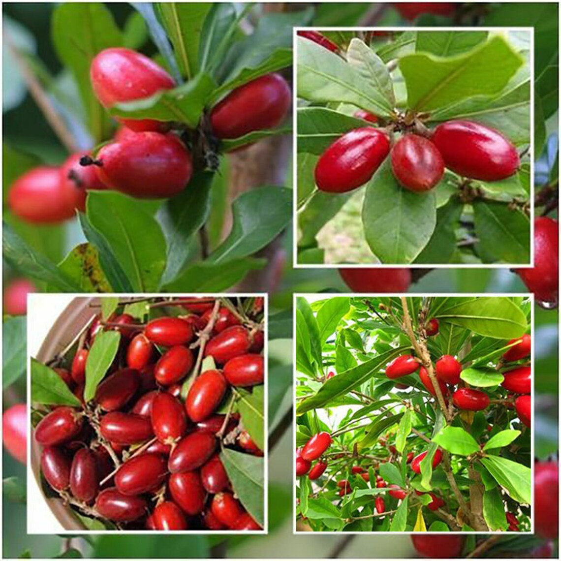 RARE Miracle fruit seeds, Miracle berry