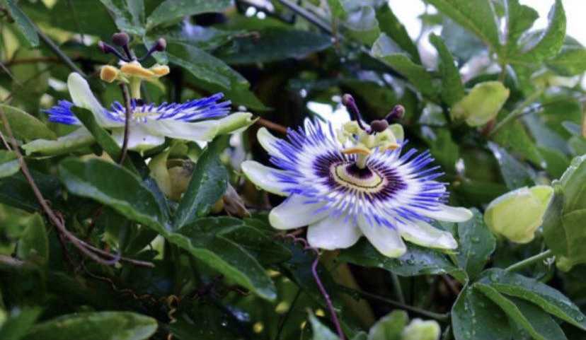  Passiflora Caerulea Seeds