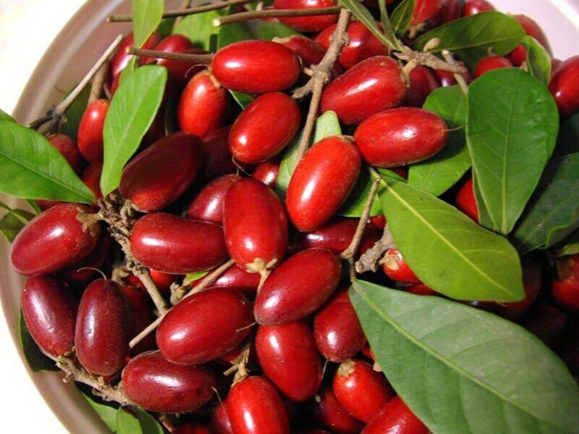 RARE Miracle fruit seeds, Miracle berry