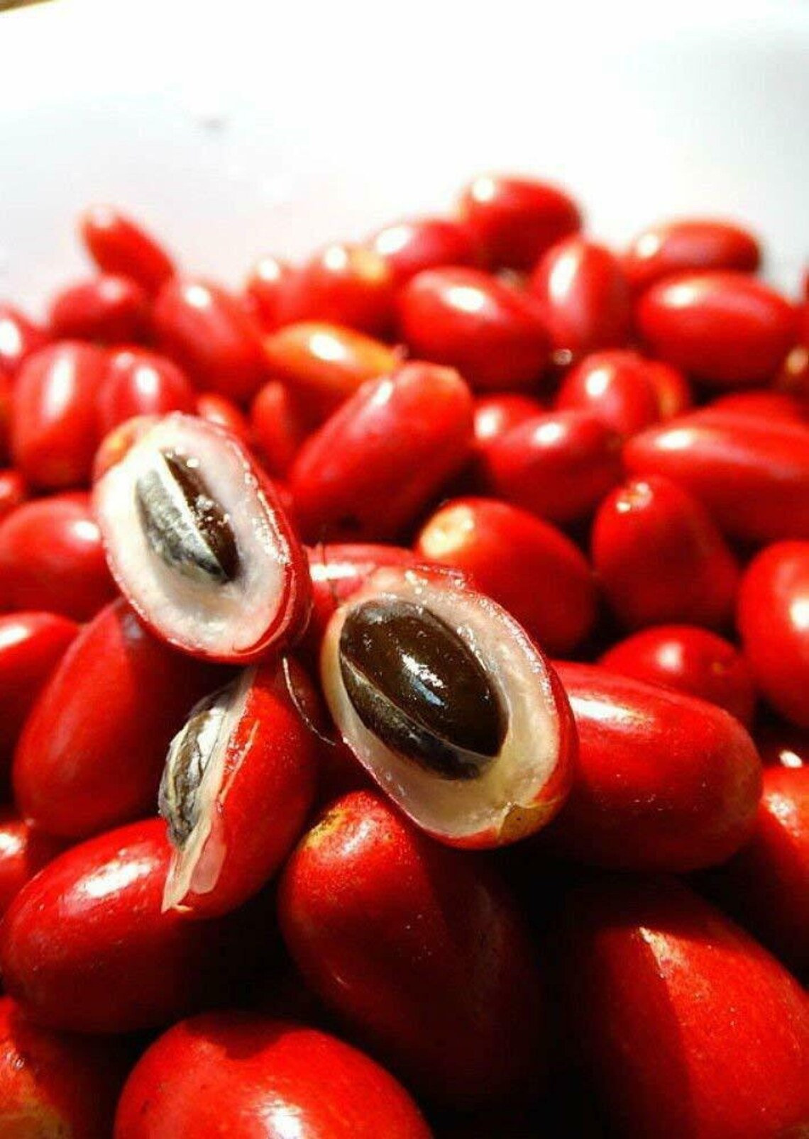 RARE Miracle fruit seeds, Miracle berry