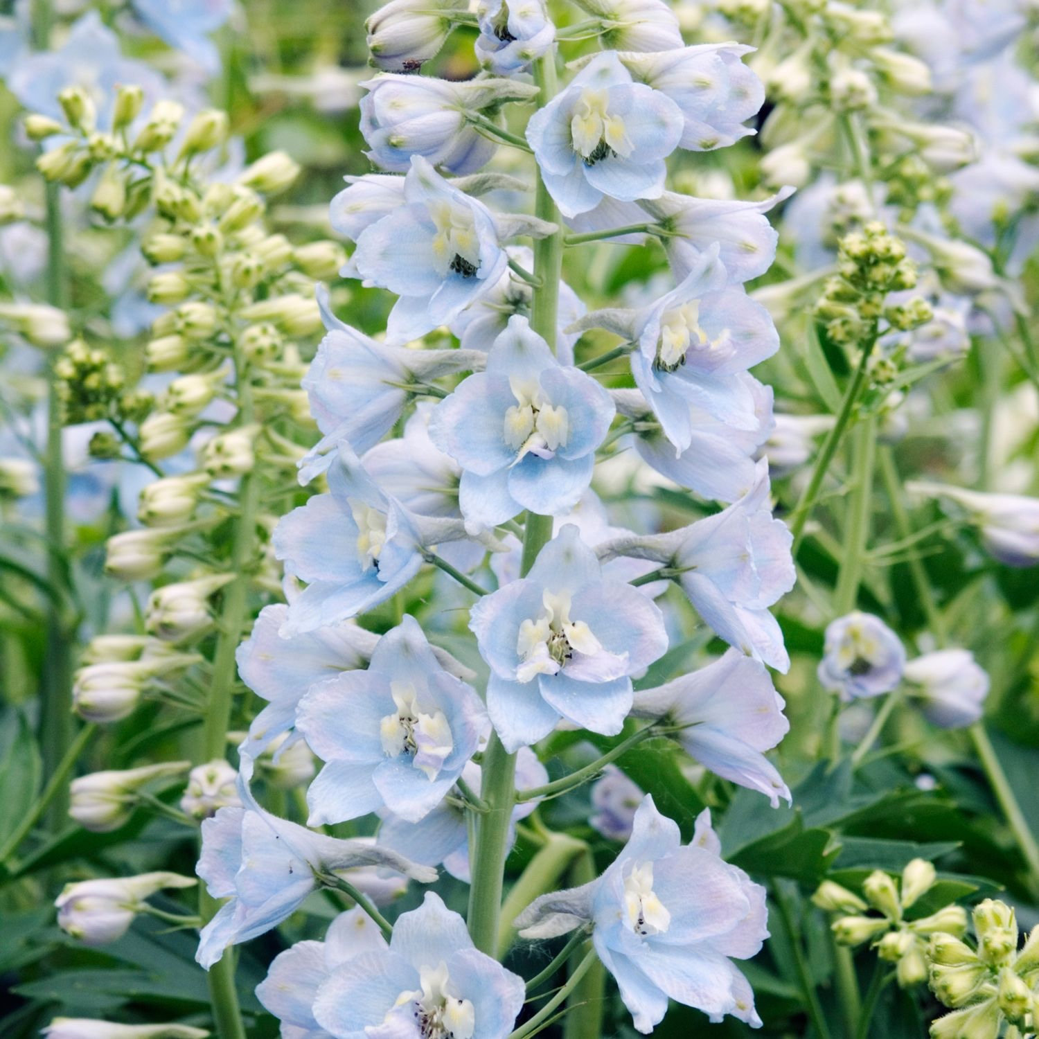 40 Seeds Baby Blue Larkspur Seeds
