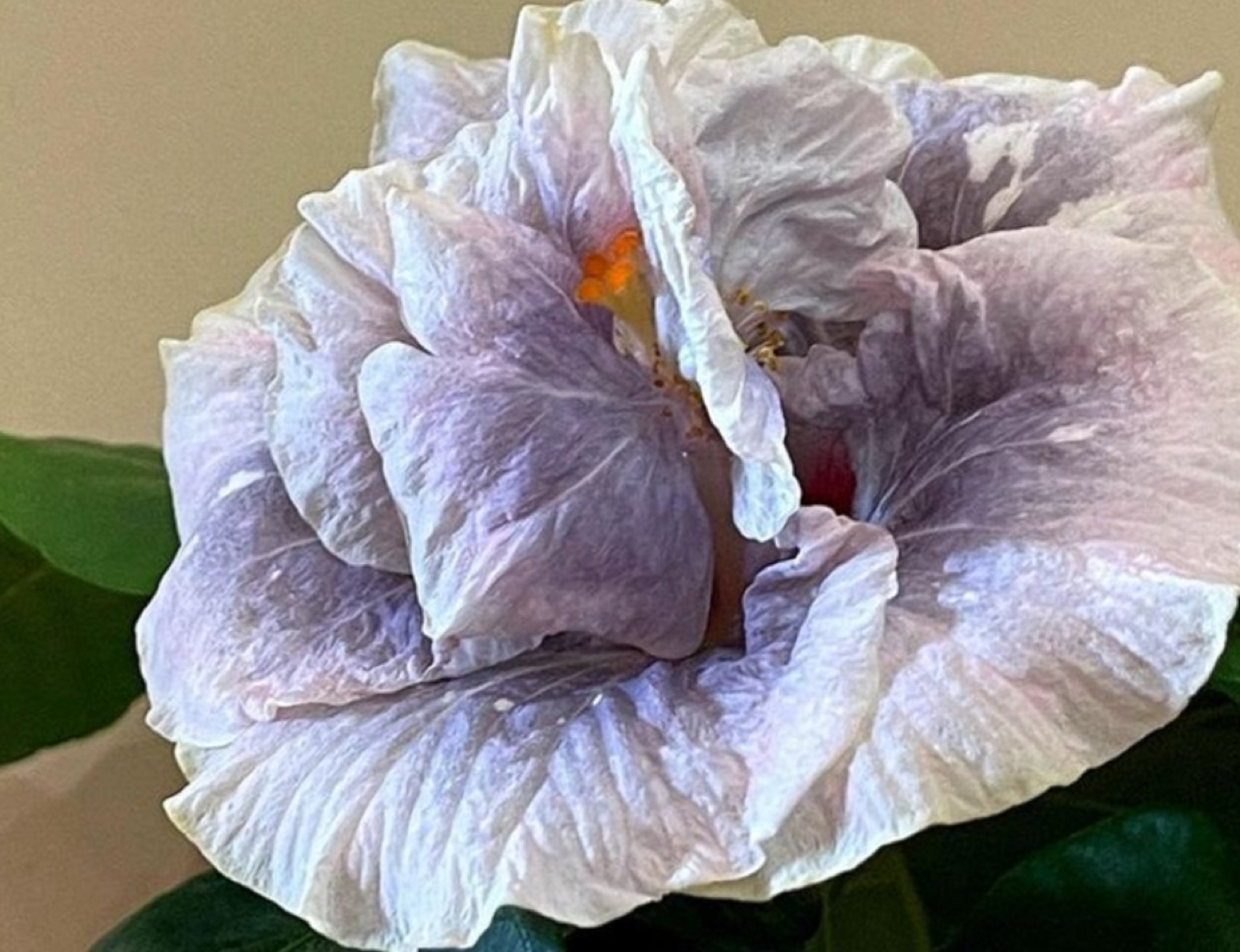 Hibiscus Double Luna 50 Seeds