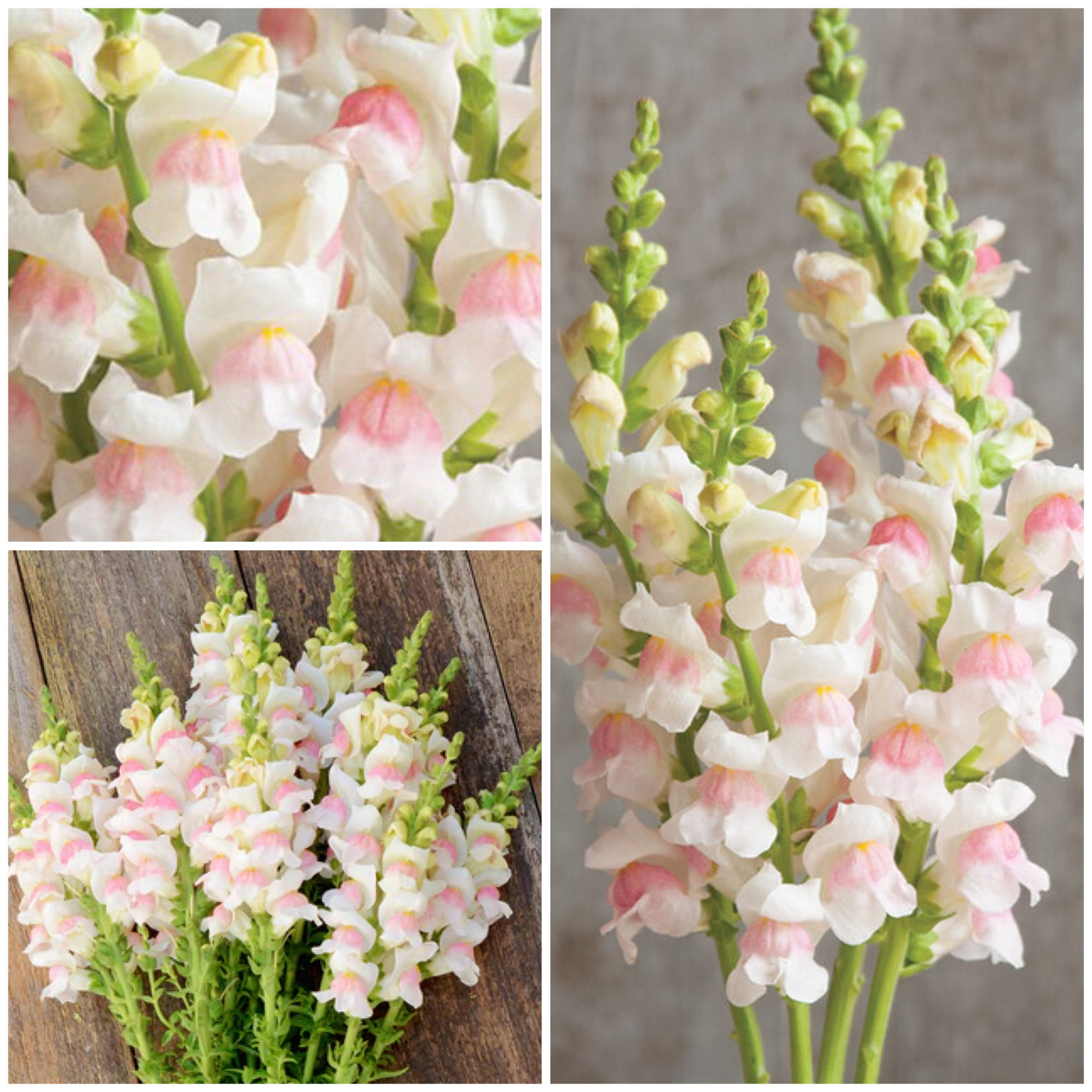 🌸APPLE BLOSSOM SNAPDRAGON Flower SeedsExtremely romantic flowers💕