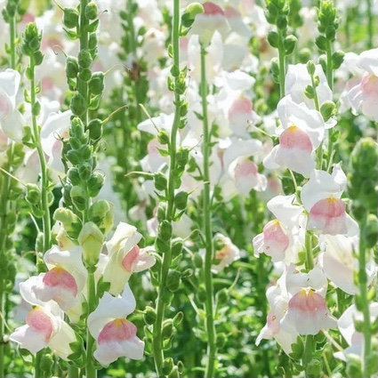 APPLE BLOSSOM SNAPDRAGON Flower Seeds