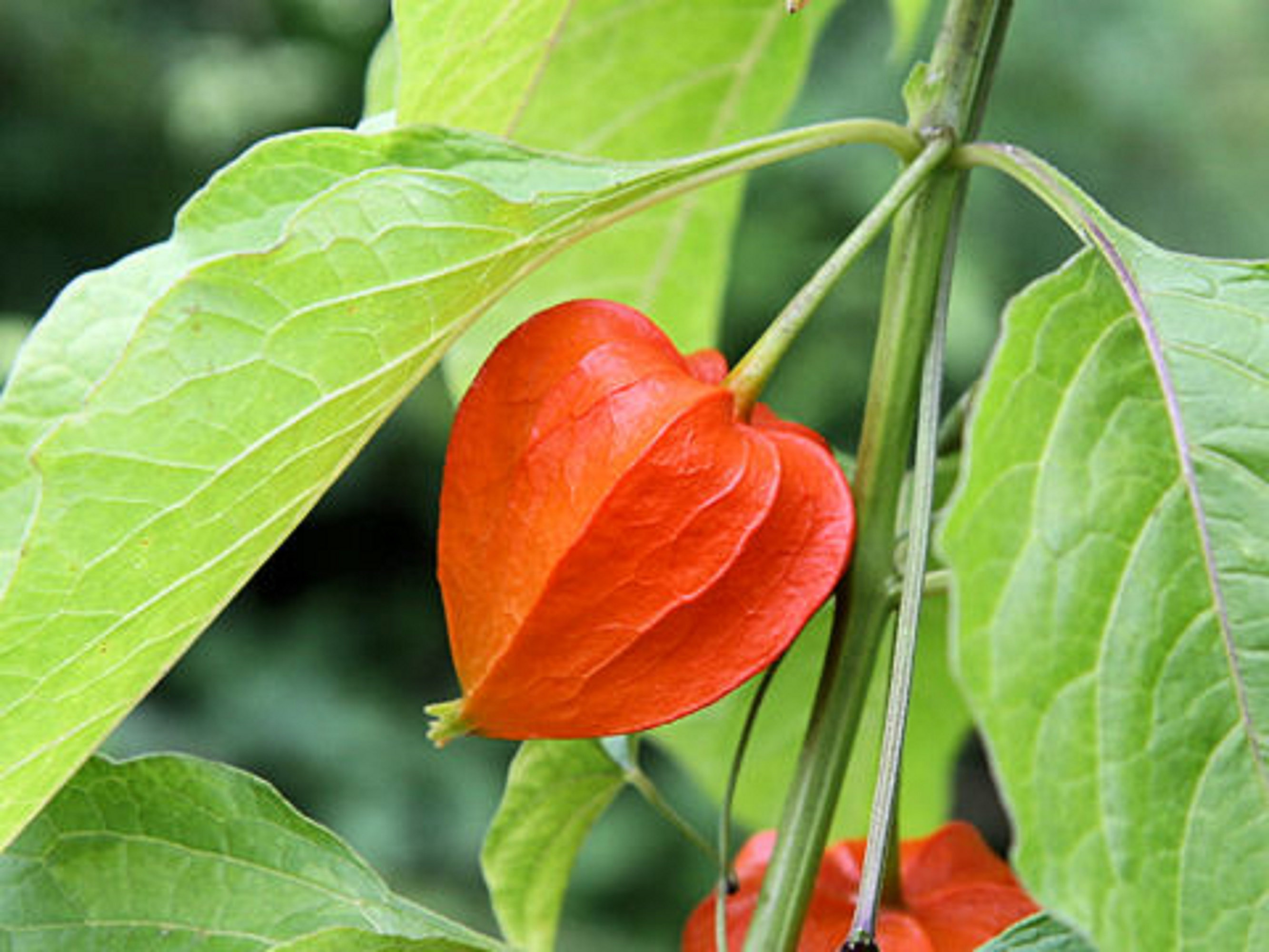 Physalis alkekengi，Strawberry groundcherry，Winter Ground Cherry - Chinese Lantern