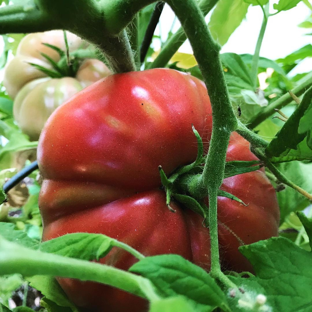 Giant Delicious Tomato / Up to 2kg (20 Seeds a Pack)