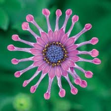 Osteospermum Mix Seeds ~ Spider ~ Daisy ~ Cool Flowers ~ Grow Your Own ~ Rare