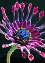 Osteospermum Mix Seeds ~ Spider ~ Daisy ~ Cool Flowers ~ Grow Your Own ~ Rare