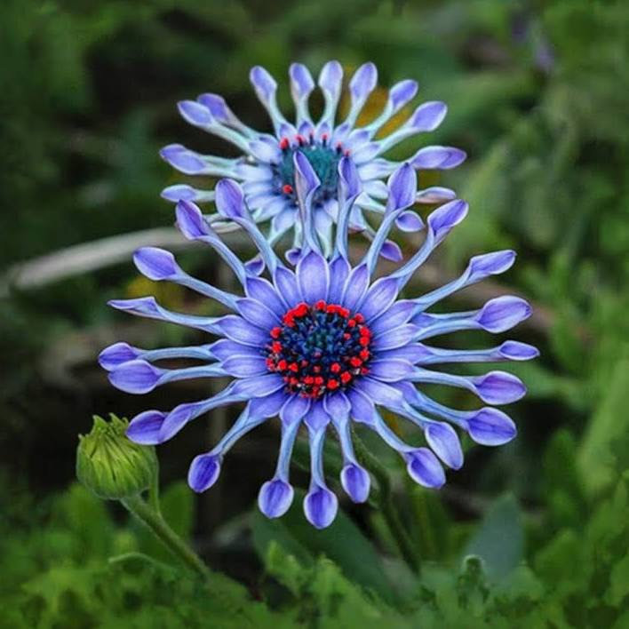 Osteospermum Mix Seeds ~ Spider ~ Daisy ~ Cool Flowers ~ Grow Your Own ~ Rare