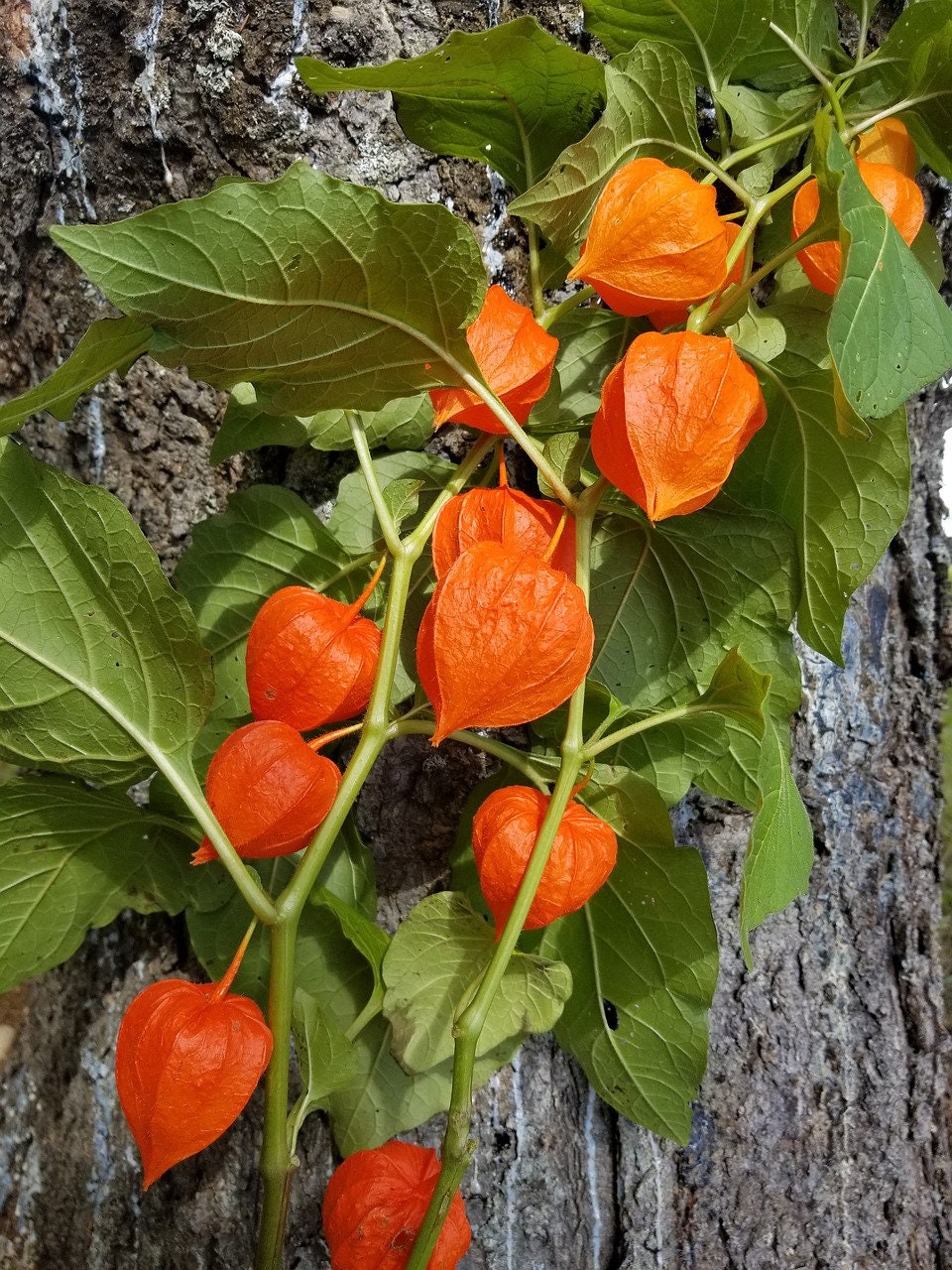 Physalis alkekengi，Strawberry groundcherry，Winter Ground Cherry - Chinese Lantern