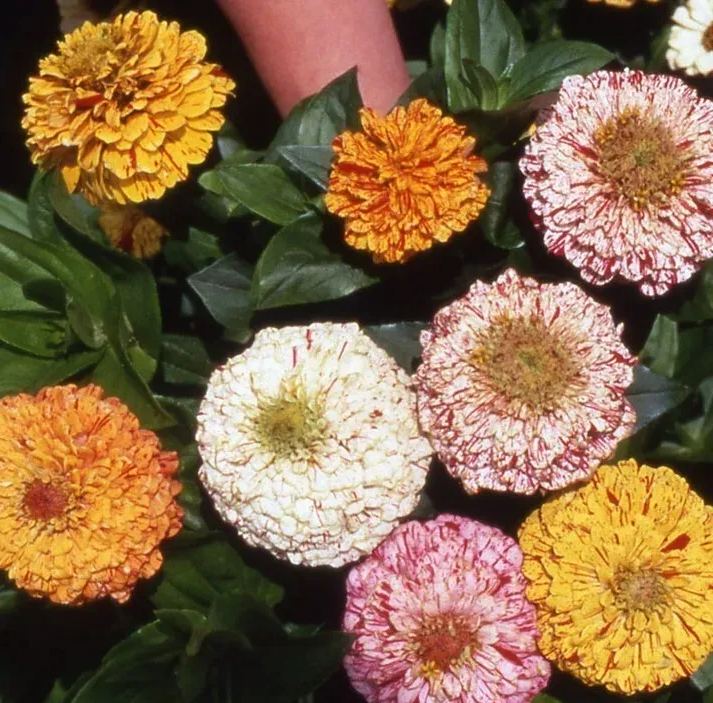 Zinnia Peppermint Stick Mix Seed