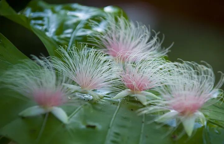 Barringtonia racemosa seeds