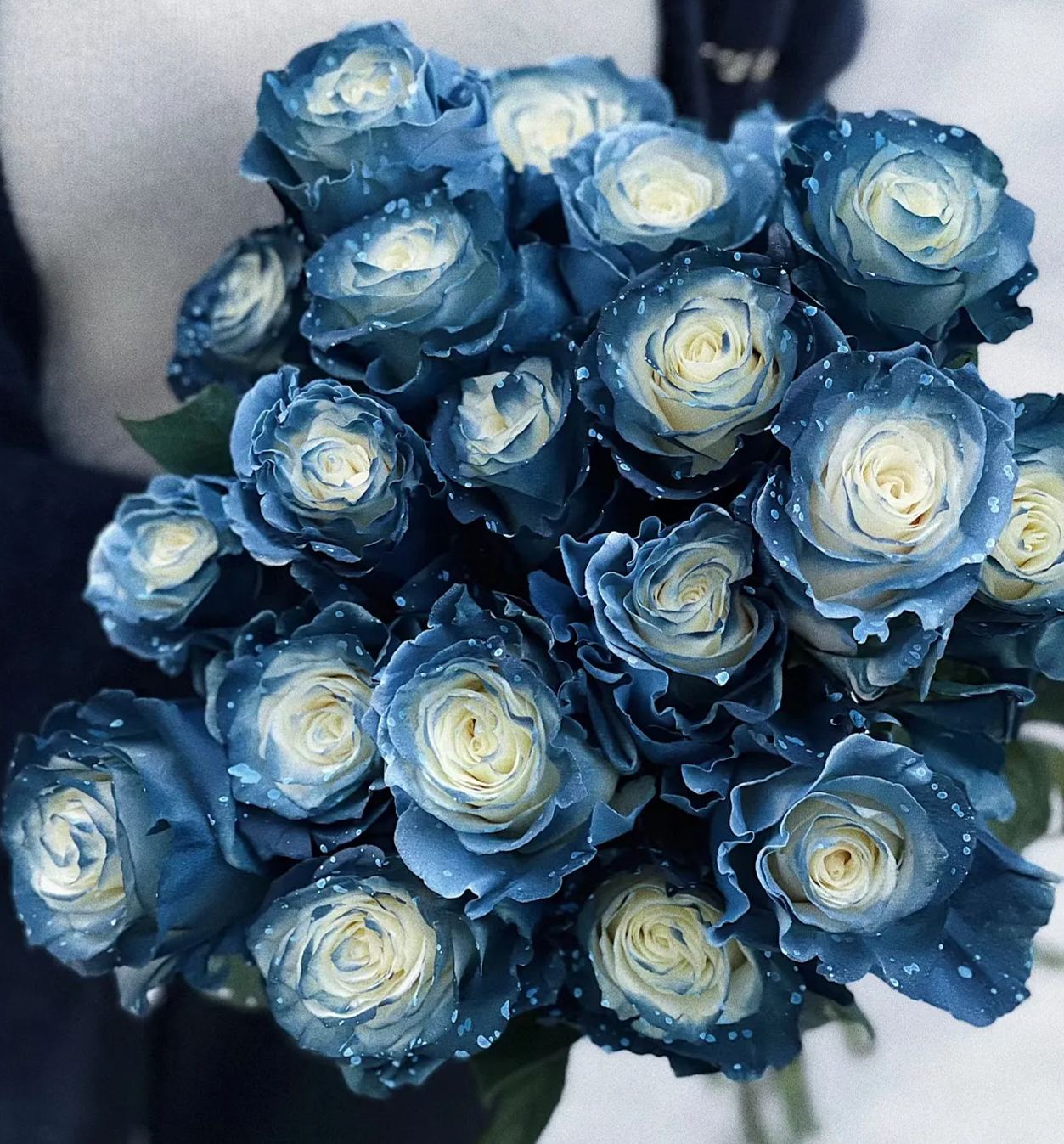 Starry Galaxy Rose - Rare Color