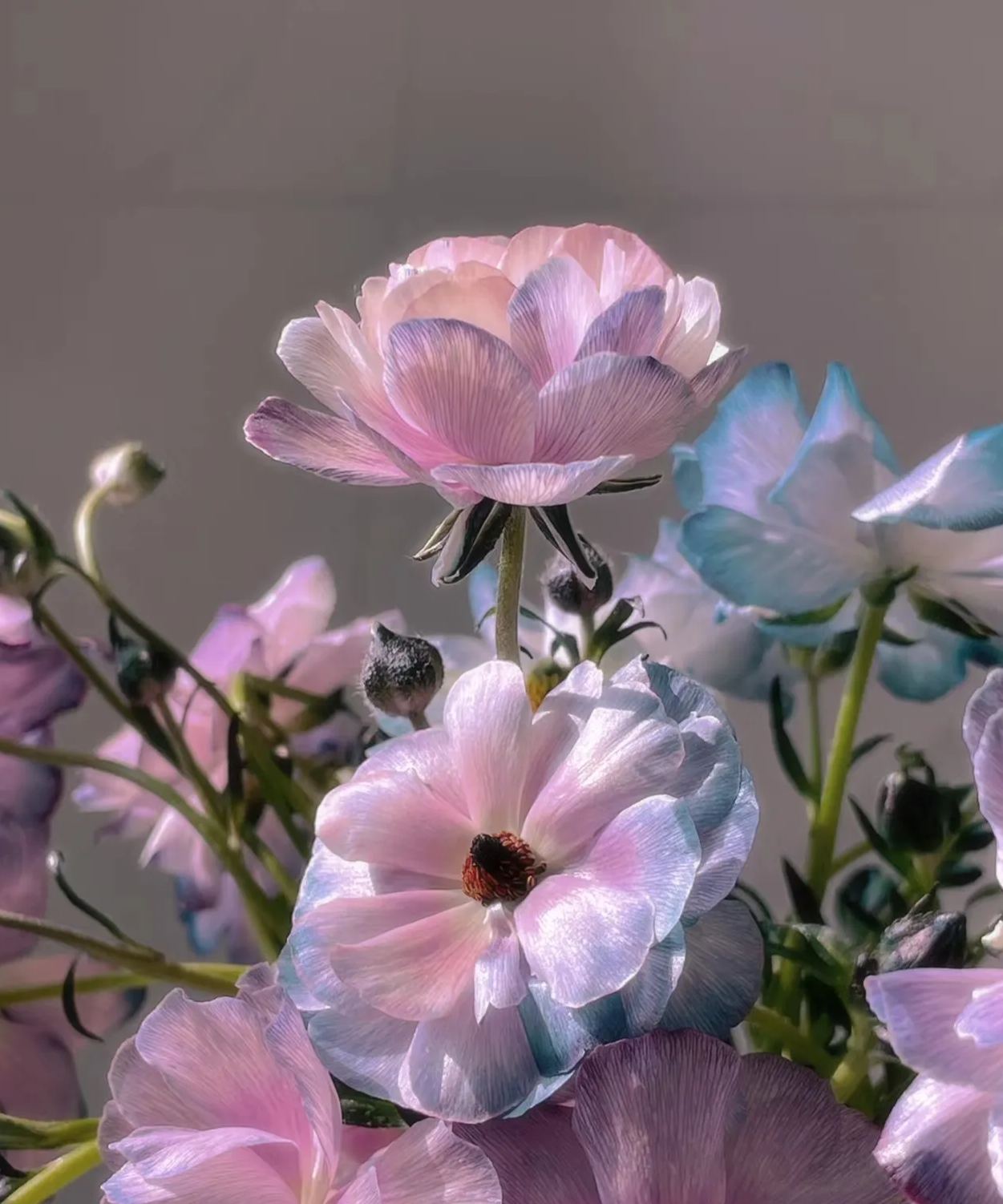 Powdery Purple Butterfly Peony