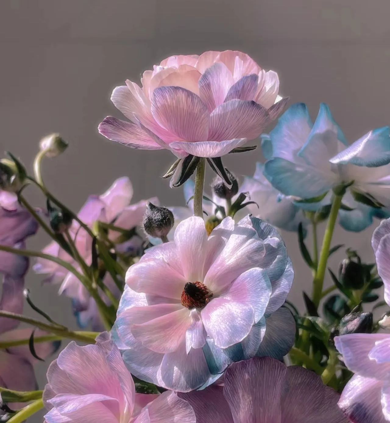 🦋Powdery Purple Butterfly Ranunculus