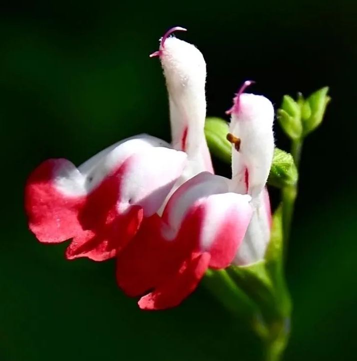 Cherry Lips Salvia "Hot Lips"