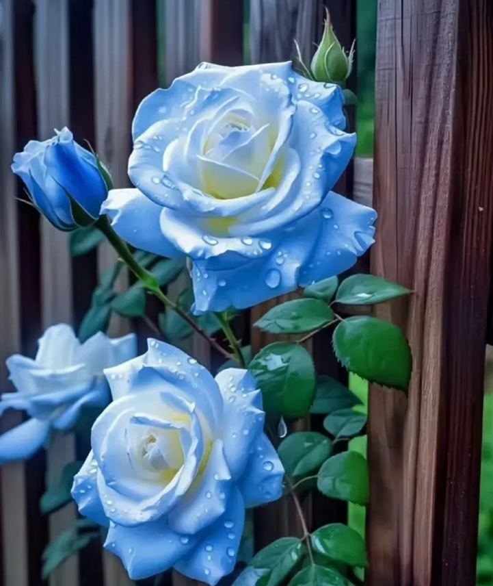 Broken Ice Blue Rose Seeds - Rare