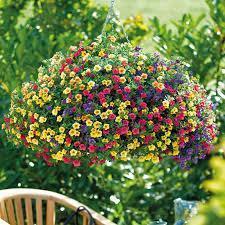 Calibrachoa Paradise Island -Petunia