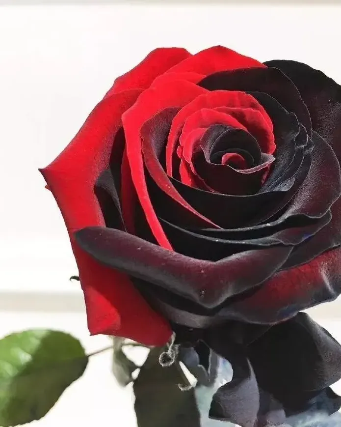 Carmen Rose Twin Red Black Rose Seeds
