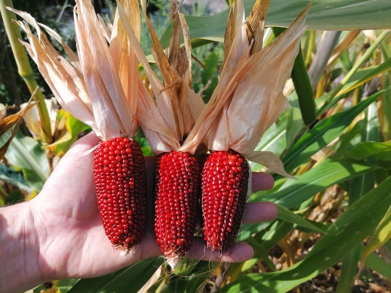 Egrow 50Pcs/Pack Jackfruit Strawberry Seeds Garden Plants Fruit Seeds