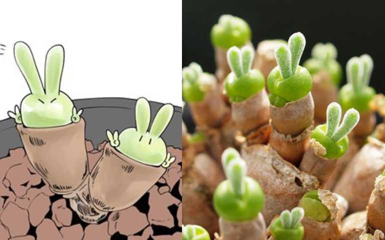 Rabbit Ear Succulent seeds, Rare succulent