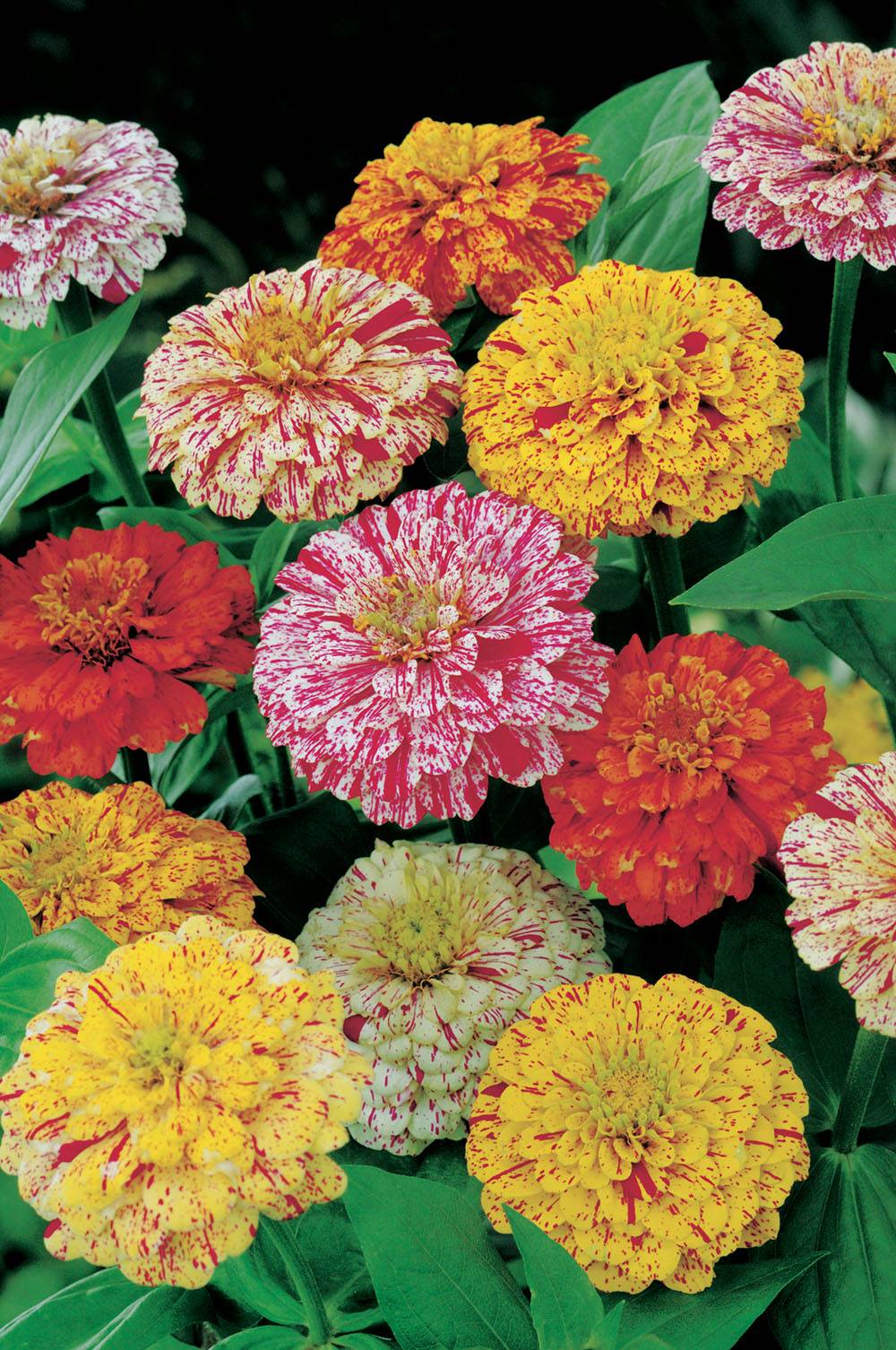 Zinnia Peppermint Stick Mix Seed