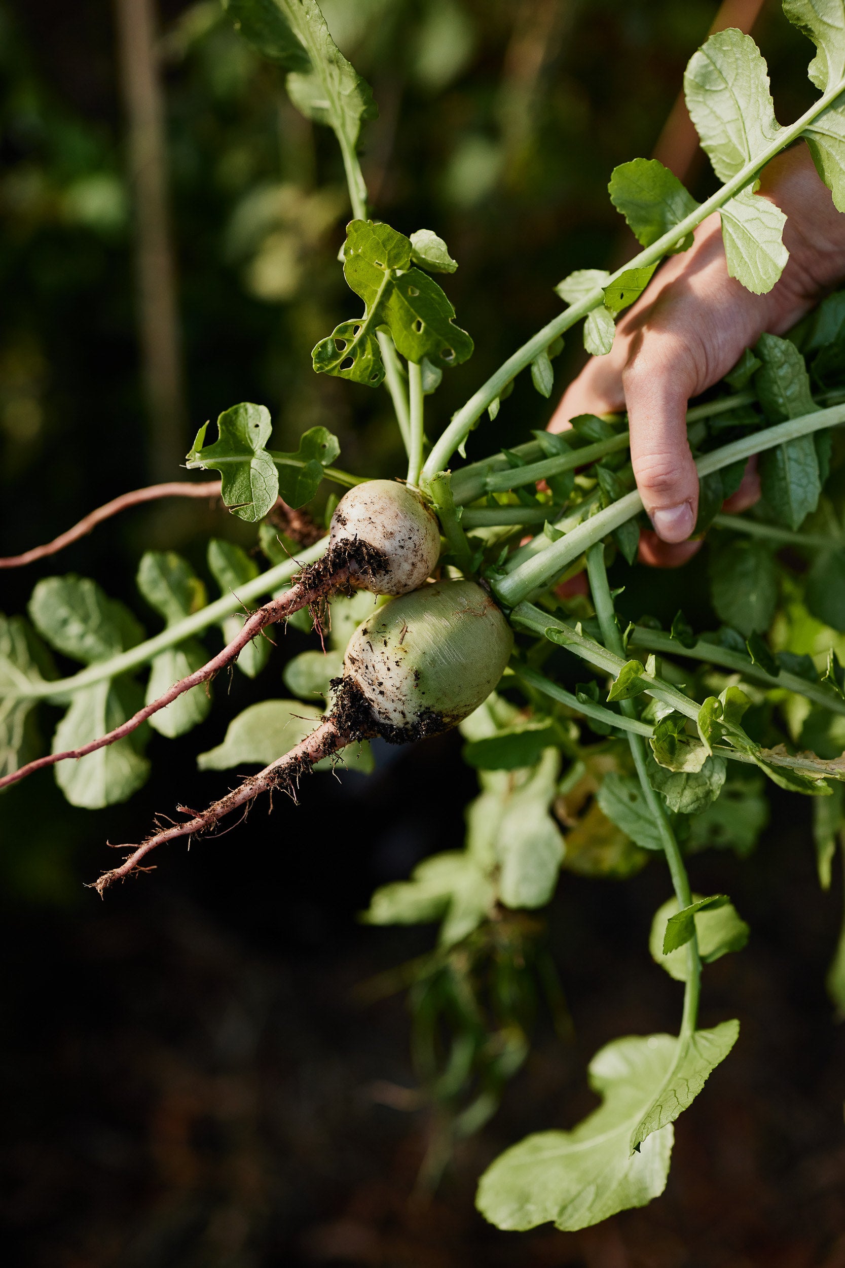 Radish Watermelon Vegetable| X 80 Seeds