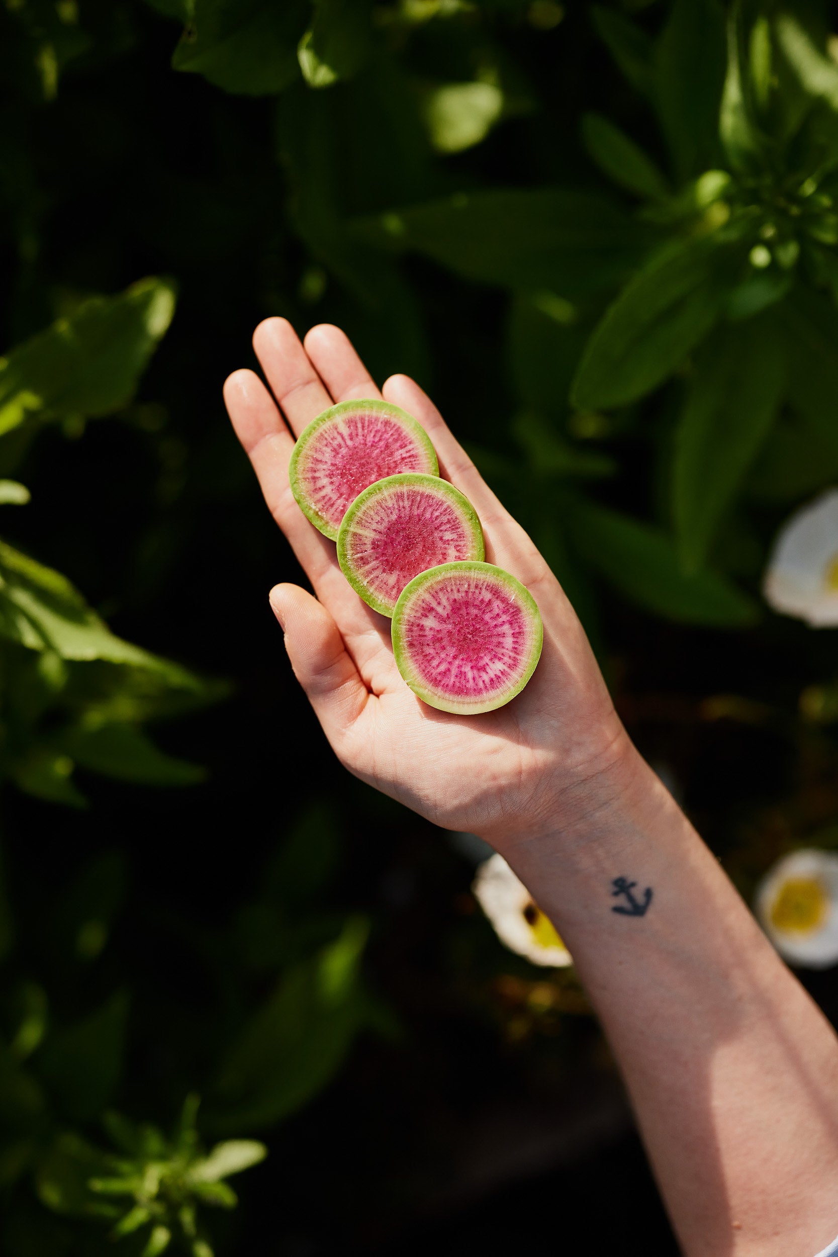 Radish Watermelon Vegetable| X 80 Seeds