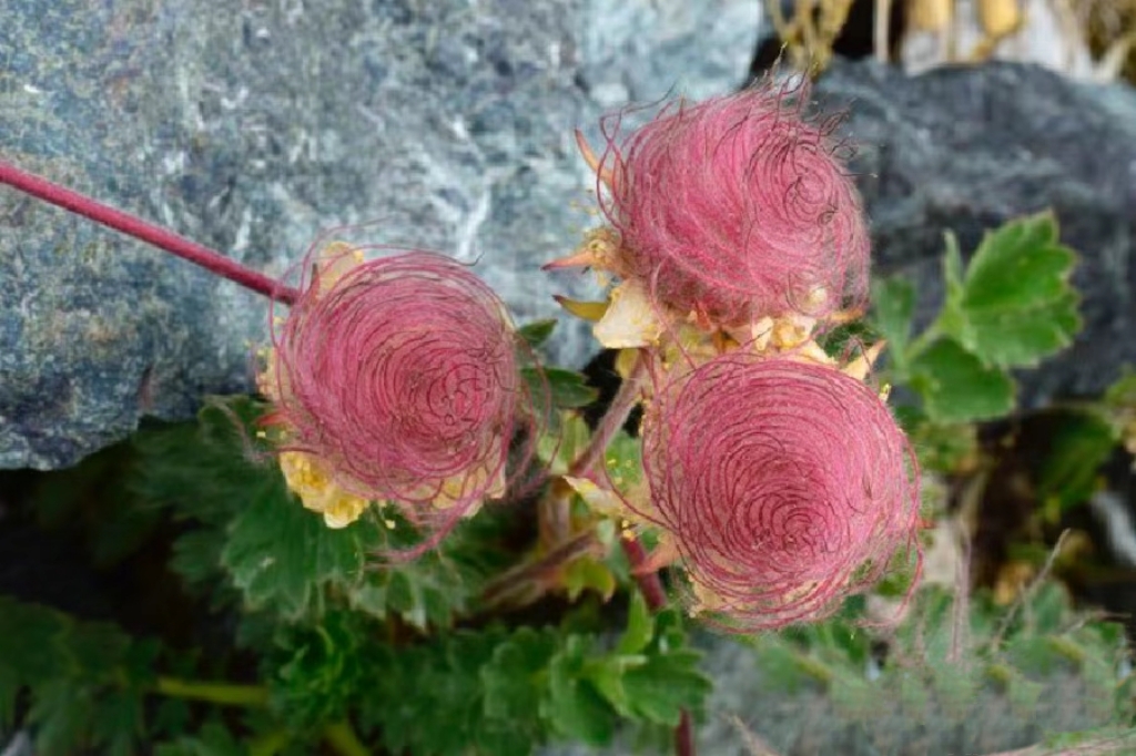 Prairie Smoke Flower Seeds 