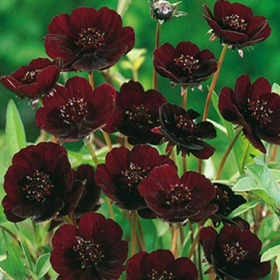50Pcs Rare Chocolate Flowers Seeds Cosmos Bonsai