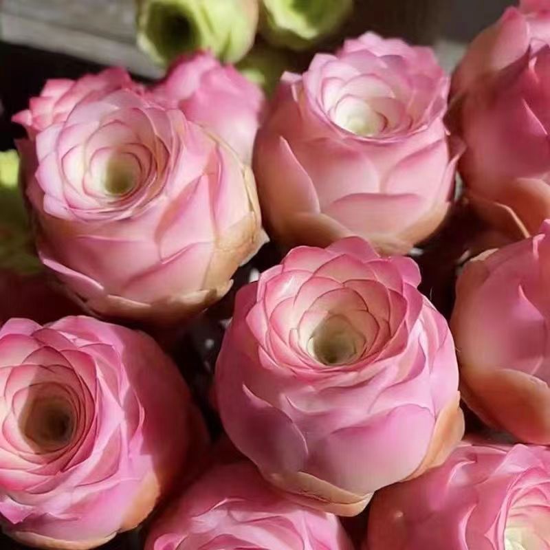 Pink succulent roses Seeds