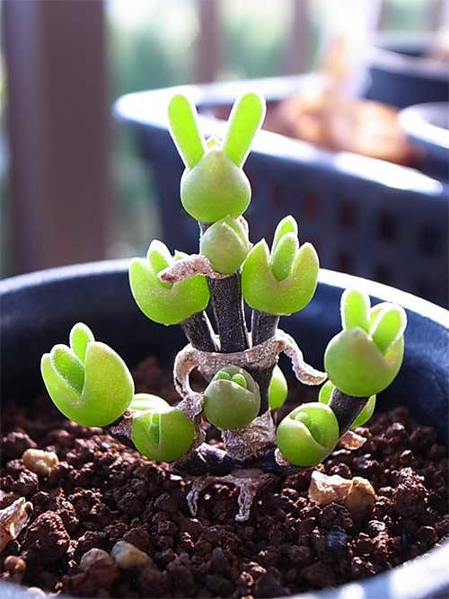 Rabbit Ear Succulent seeds, Rare succulent