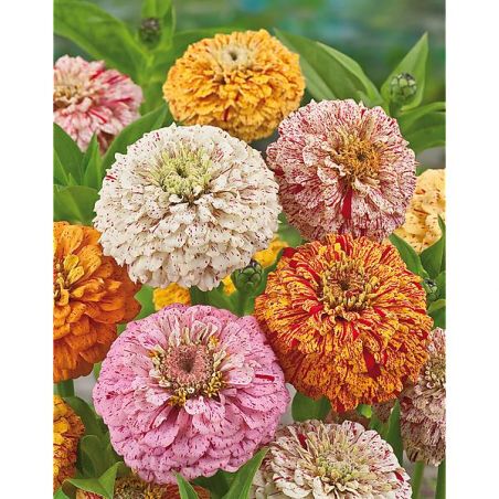 Zinnia Peppermint Stick Mix Seed