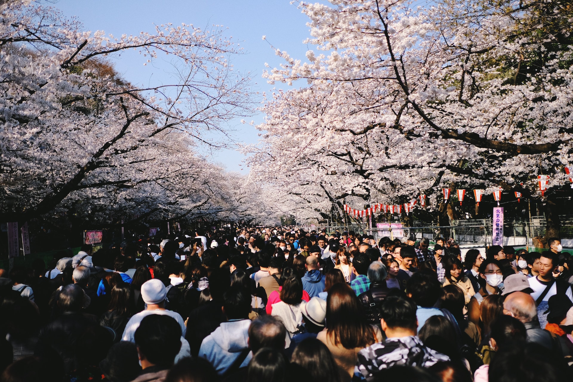 Ueno Park Cherry blossoms - Bytesim