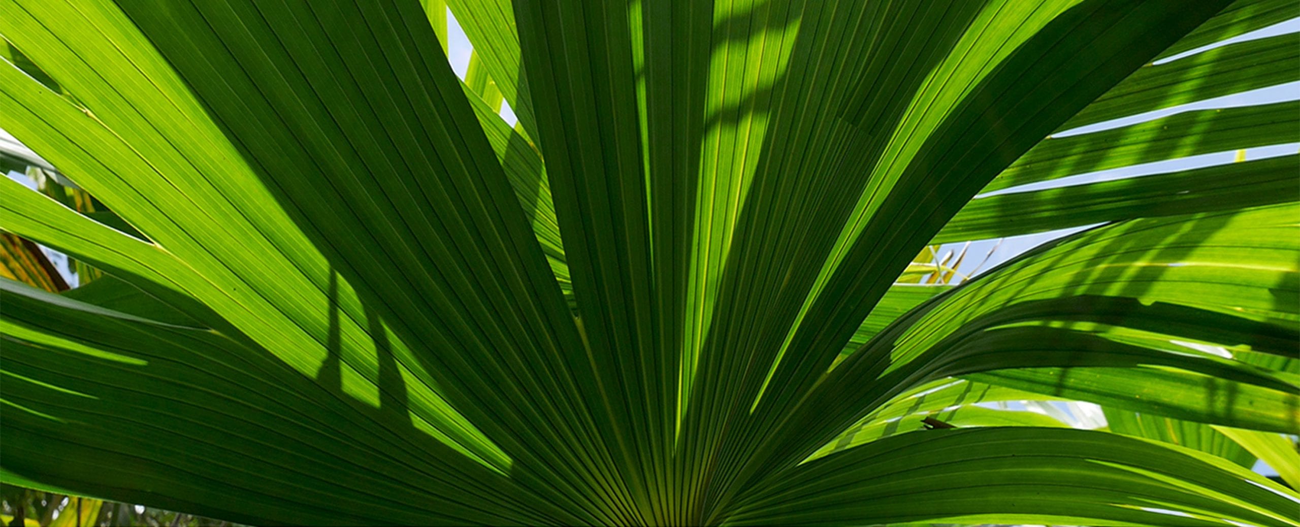 Our Planet Pachacuti Our Planet Pachacuti
