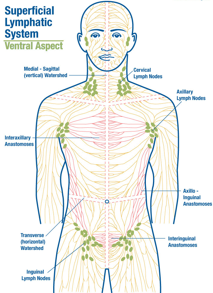 Lymphdrainage Detox IngwerSeife