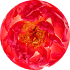 Rosewater
