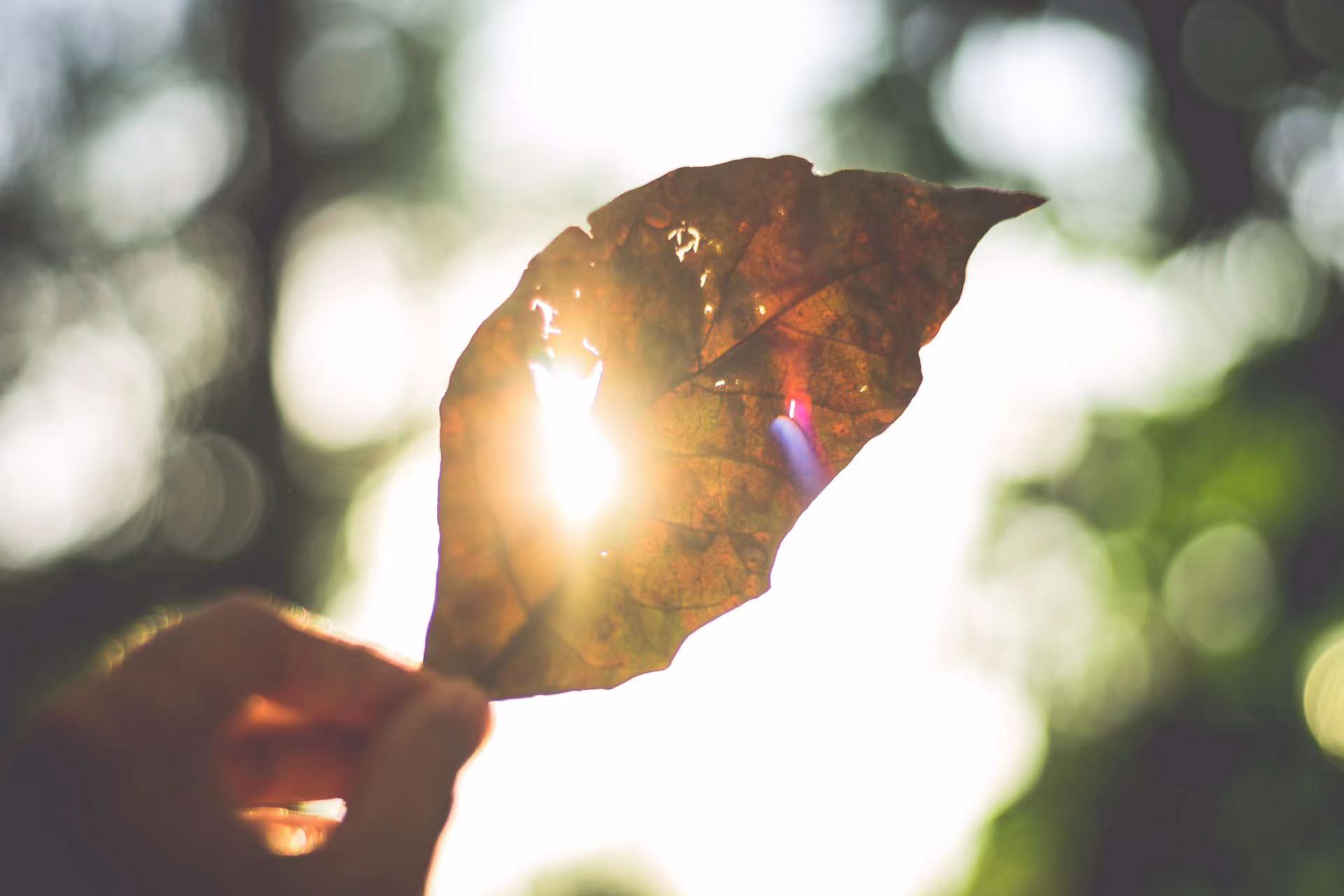 The reasons for skin aging-AIDEVI