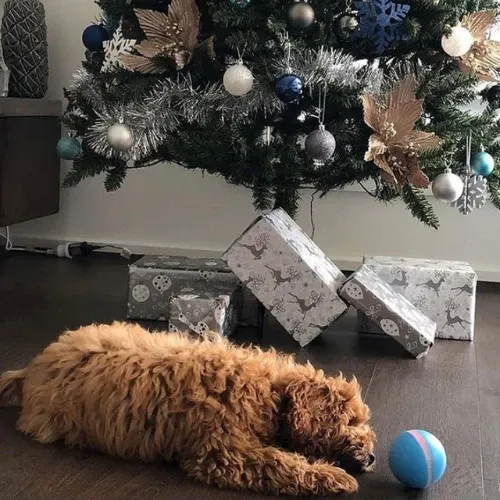 Happy Doggie Magic Ball-Festivesl