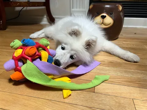 DOG CHEW TOY-🔥BUY 2 FREE SHIPPING🔥-Festivesl