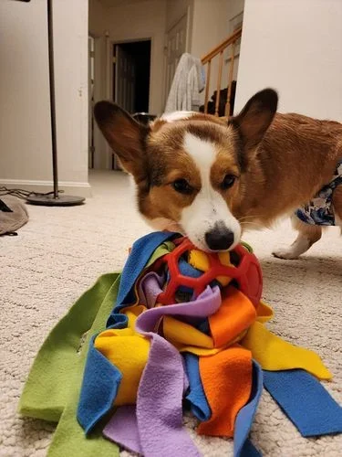 DOG CHEW TOY-🔥BUY 2 FREE SHIPPING🔥-Festivesl