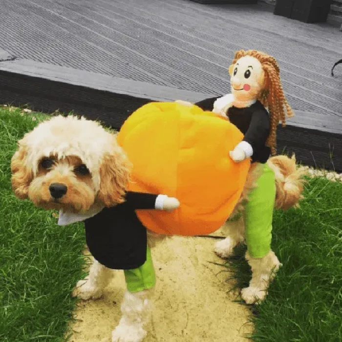 🎃Halloween Special 49% OFF🎃Dog & Cat Pumpkin Halloween Costume(BUY 2 GET FREE SHIPPING）-Festivesl
